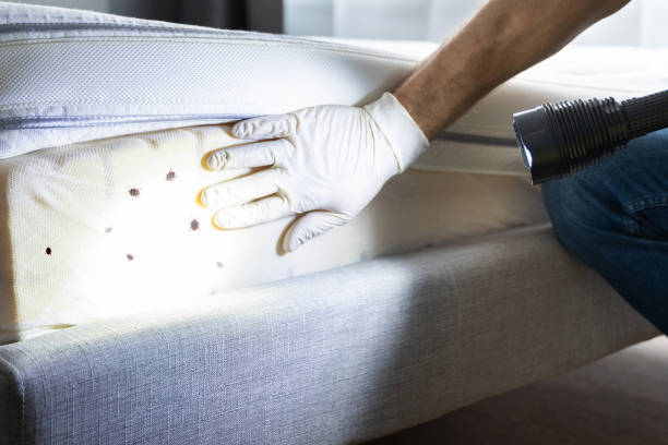 Best Wasp Removal Services  in Bedford Heights, OH