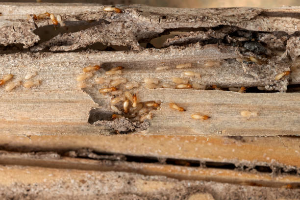 Trusted Bedford Heights, OH Pest Control Experts